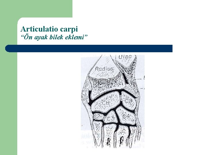 Articulatio carpi “Ön ayak bilek eklemi” 