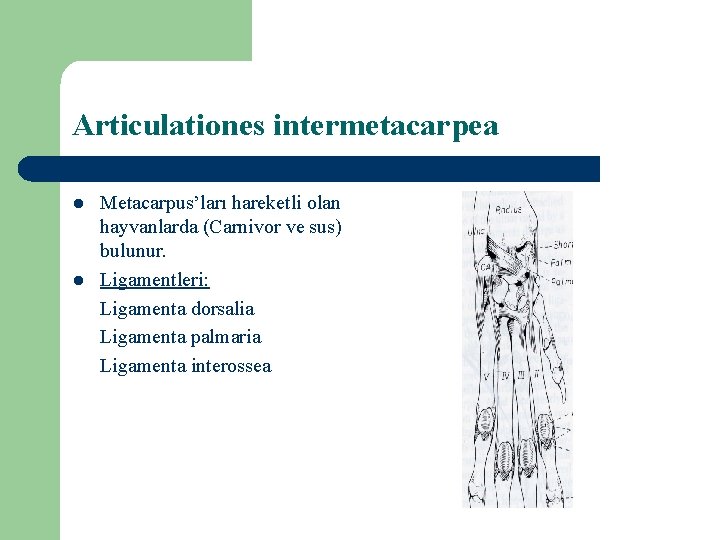 Articulationes intermetacarpea l l Metacarpus’ları hareketli olan hayvanlarda (Carnivor ve sus) bulunur. Ligamentleri: Ligamenta