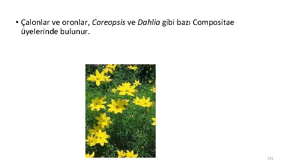  • Çalonlar ve oronlar, Coreopsis ve Dahlia gibi bazı Compositae üyelerinde bulunur. 131