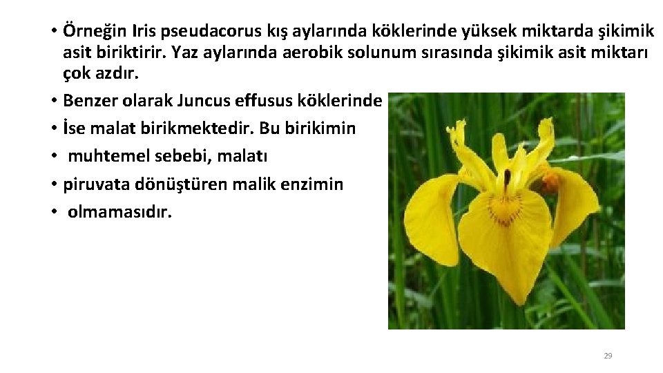  • Örneğin Iris pseudacorus kış aylarında köklerinde yüksek miktarda şikimik asit biriktirir. Yaz