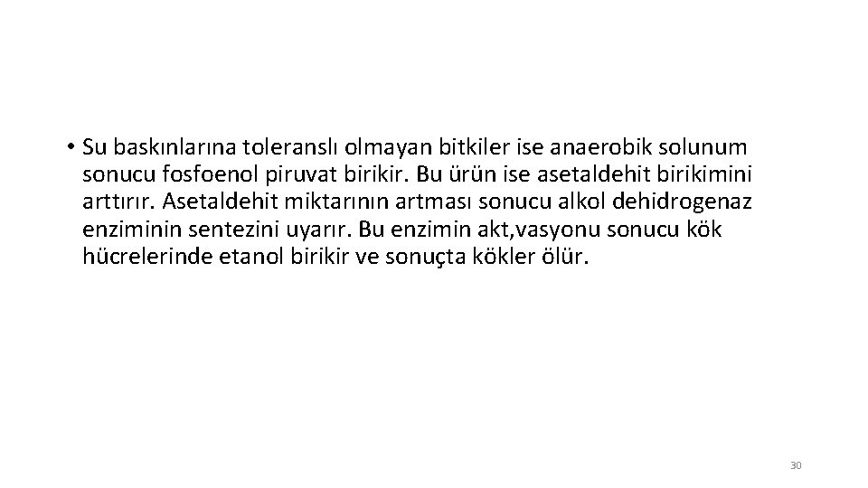  • Su baskınlarına toleranslı olmayan bitkiler ise anaerobik solunum sonucu fosfoenol piruvat birikir.