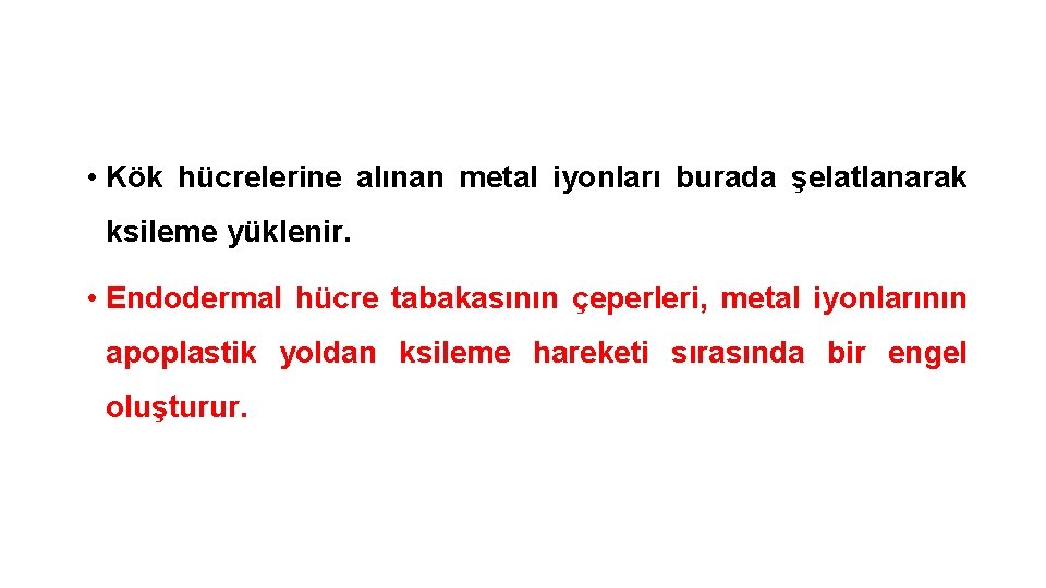  • Kök hücrelerine alınan metal iyonları burada şelatlanarak ksileme yüklenir. • Endodermal hücre