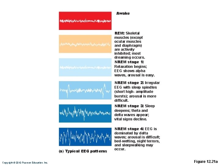 Awake REM: Skeletal muscles (except ocular muscles and diaphragm) are actively inhibited; most dreaming