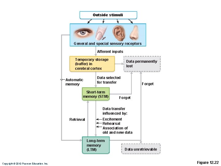 Outside stimuli General and special sensory receptors Afferent inputs Temporary storage (buffer) in cerebral