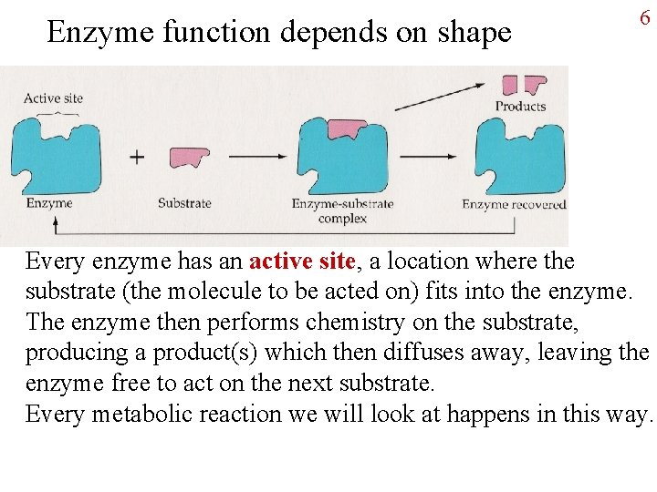 Enzyme function depends on shape 6 Every enzyme has an active site, a location