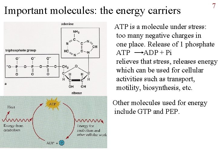 Important molecules: the energy carriers 7 ATP is a molecule under stress: too many