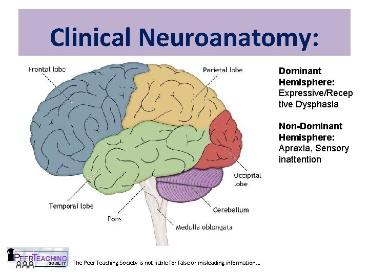 Clinical Neuroanatomy: Dominant Hemisphere: Expressive/Recep tive Dysphasia Non-Dominant Hemisphere: Apraxia, Sensory inattention The Peer