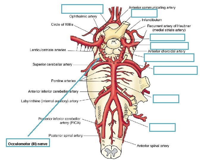 Occulomotor (III) nerve 