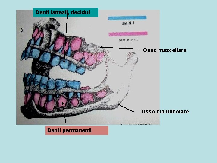 Denti latteali, decidui Osso mascellare Osso mandibolare Denti permanenti 