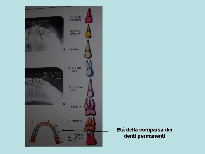 Età della comparsa dei denti permanenti 