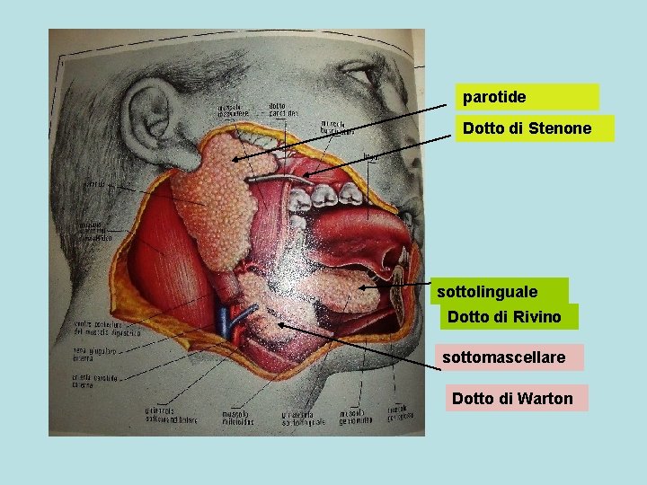 parotide Dotto di Stenone sottolinguale Dotto di Rivino sottomascellare Dotto di Warton 