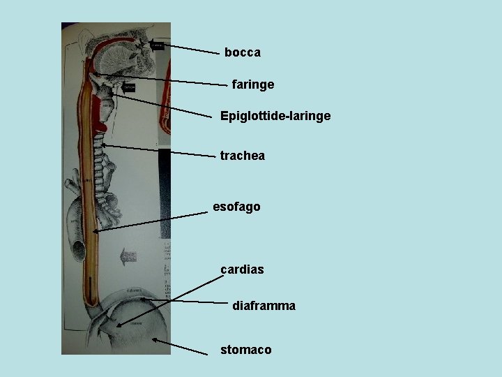bocca faringe Epiglottide-laringe trachea esofago cardias diaframma stomaco 