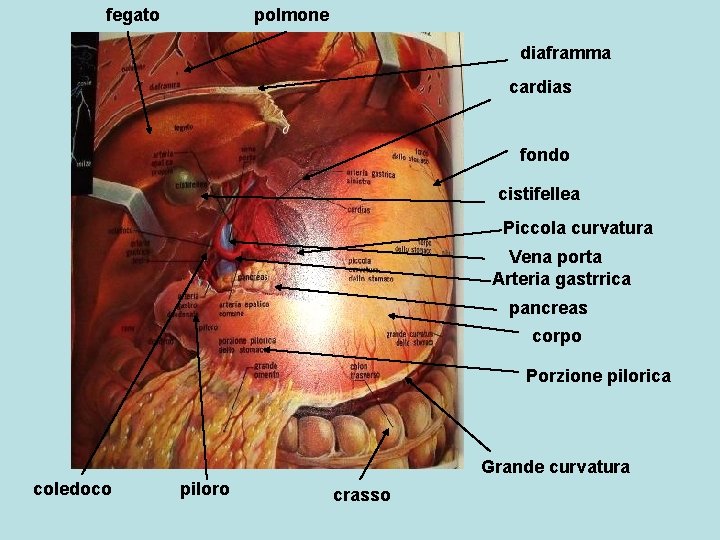 fegato polmone diaframma cardias fondo cistifellea Piccola curvatura Vena porta Arteria gastrrica pancreas corpo