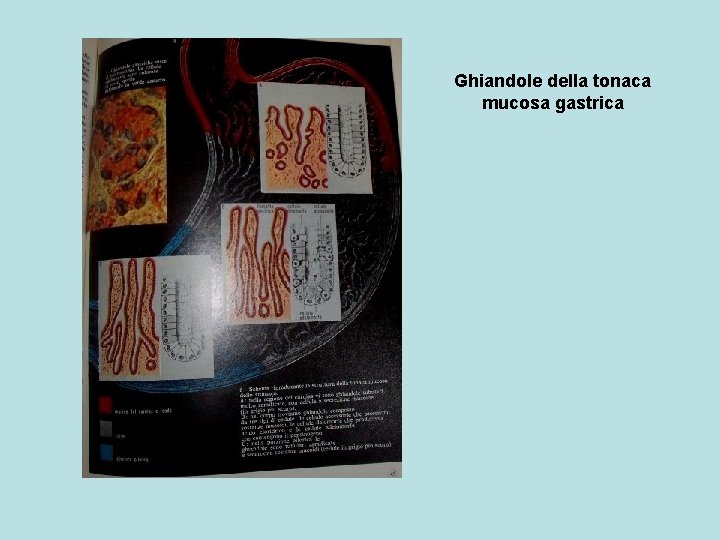 Ghiandole della tonaca mucosa gastrica 