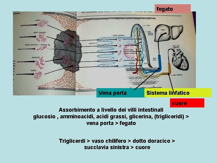fegato Vena porta Sistema linfatico cuore Assorbimento a livello dei villi intestinali glucosio ,