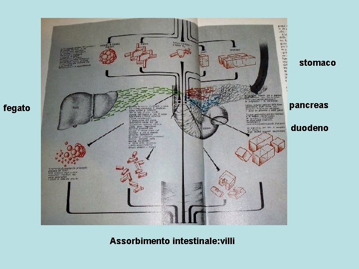 stomaco pancreas fegato duodeno Assorbimento intestinale: villi 