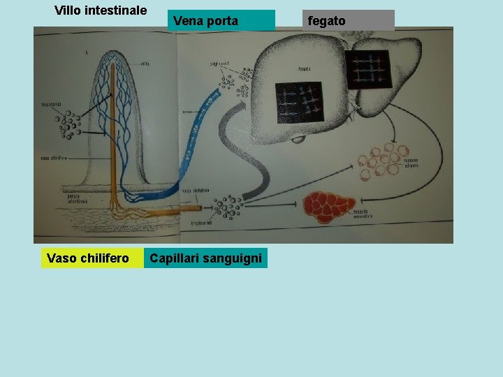 Villo intestinale Vaso chilifero Vena porta Capillari sanguigni fegato 