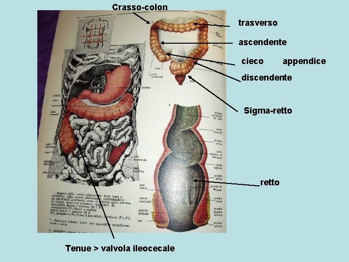 Crasso-colon trasverso ascendente cieco appendice discendente Sigma-retto Tenue > valvola ileocecale 