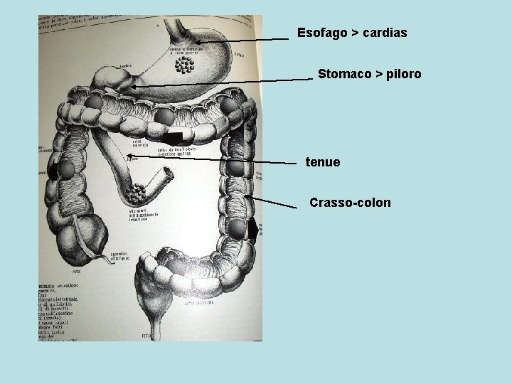 Esofago > cardias Stomaco > piloro tenue Crasso-colon 