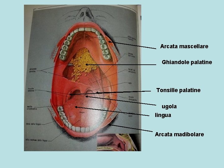Arcata mascellare Ghiandole palatine Tonsille palatine ugola lingua Arcata madibolare 
