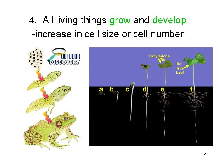 4. All living things grow and develop -increase in cell size or cell number