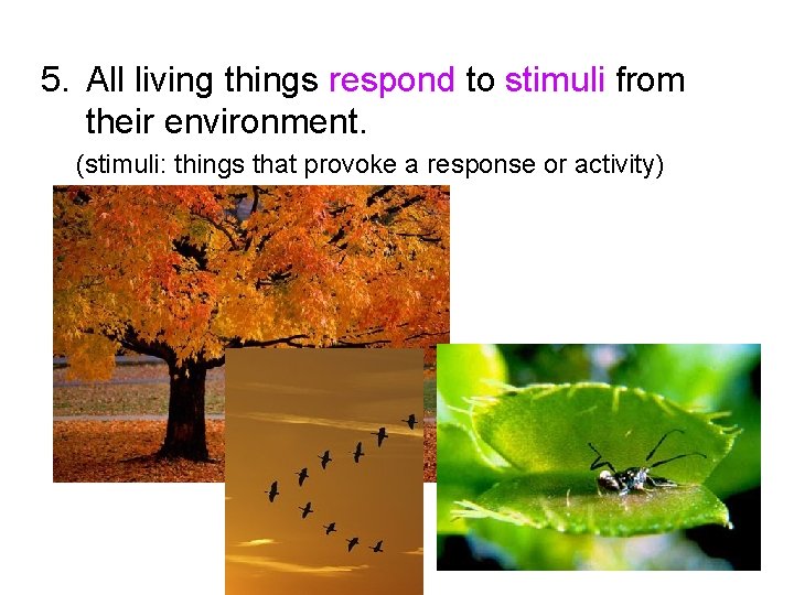5. All living things respond to stimuli from their environment. (stimuli: things that provoke