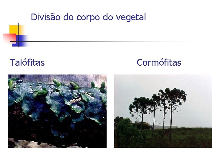 Divisão do corpo do vegetal Talófitas Cormófitas 