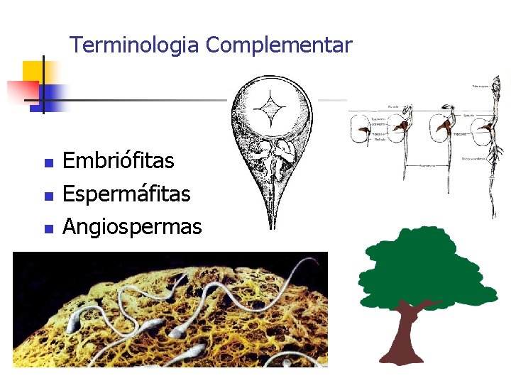Terminologia Complementar n n n Embriófitas Espermáfitas Angiospermas 