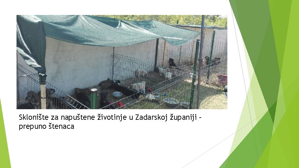 Sklonište za napuštene životinje u Zadarskoj županiji – prepuno štenaca 