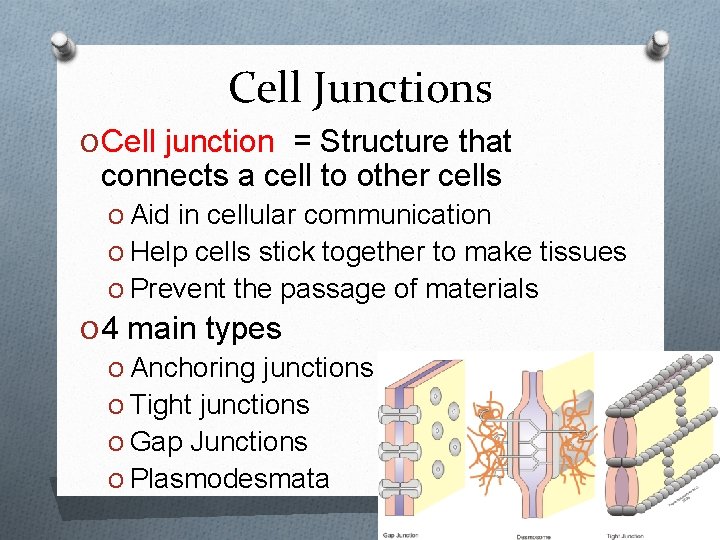 Cell Junctions O Cell junction = Structure that connects a cell to other cells