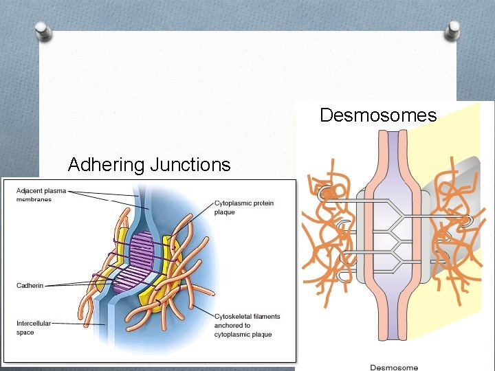 Desmosomes Adhering Junctions 