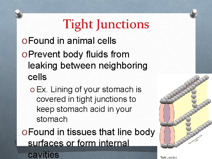 Tight Junctions O Found in animal cells O Prevent body fluids from leaking between