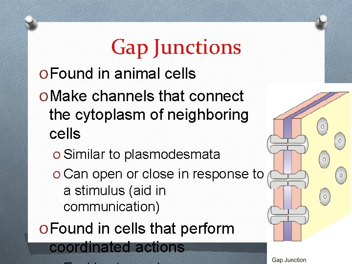 Gap Junctions O Found in animal cells O Make channels that connect the cytoplasm