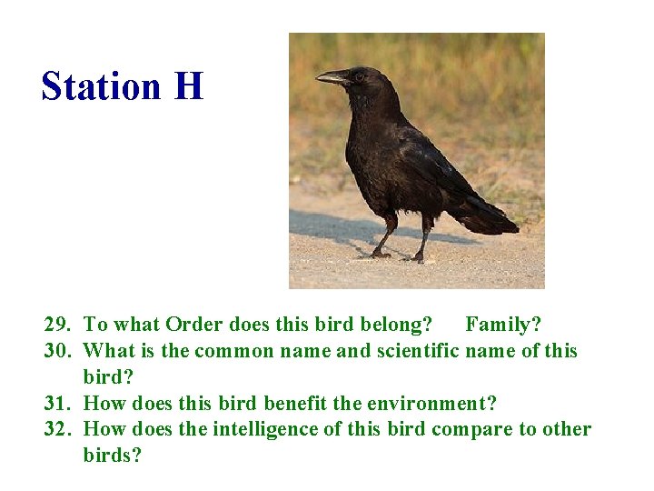 Station H 29. To what Order does this bird belong? Family? 30. What is