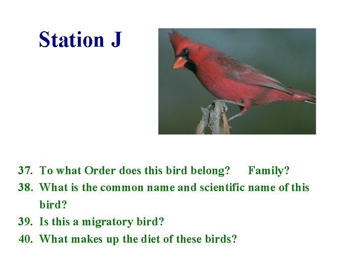 Station J 37. To what Order does this bird belong? Family? 38. What is