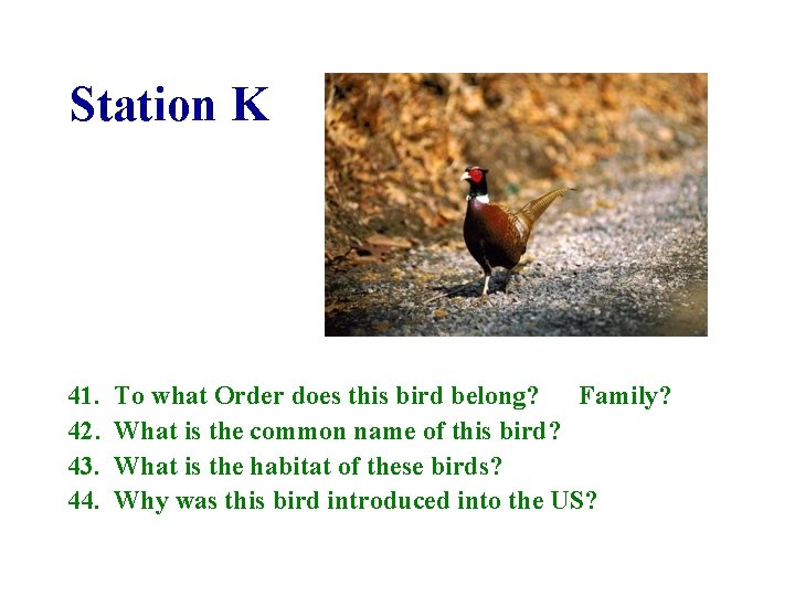 Station K 41. 42. 43. 44. To what Order does this bird belong? Family?