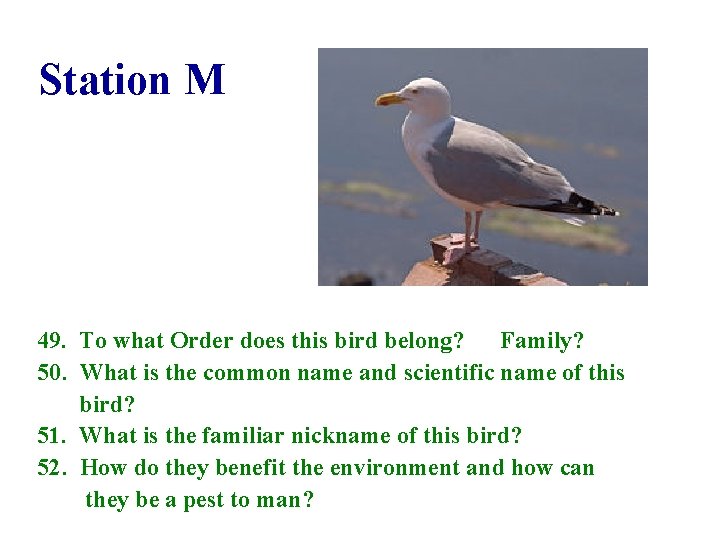 Station M 49. To what Order does this bird belong? Family? 50. What is