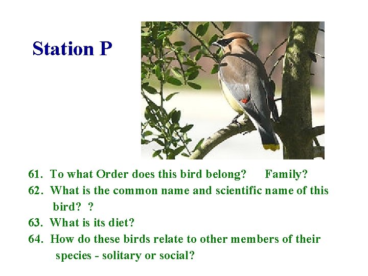 Station P 61. To what Order does this bird belong? Family? 62. What is