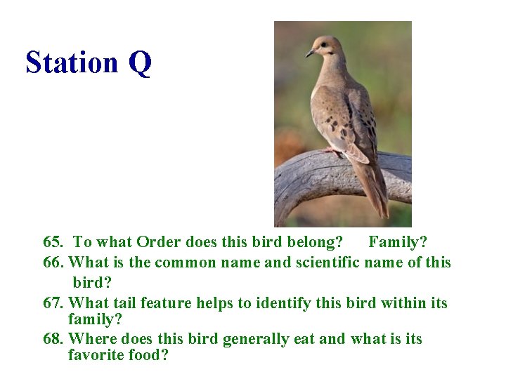 Station Q 65. To what Order does this bird belong? Family? 66. What is