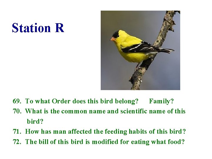 Station R 69. To what Order does this bird belong? Family? 70. What is