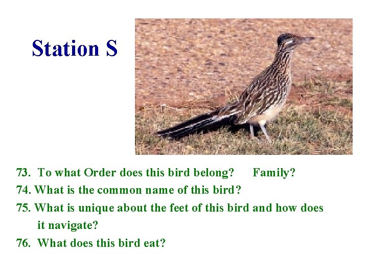 Station S 73. To what Order does this bird belong? Family? 74. What is