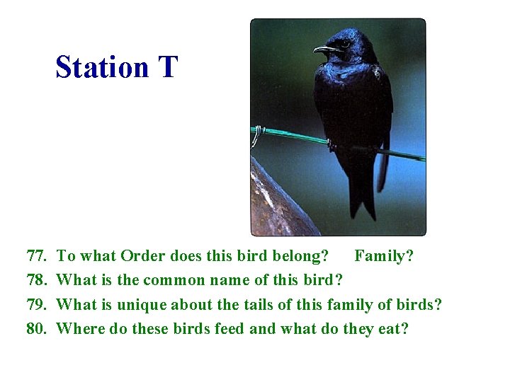 Station T 77. 78. 79. 80. To what Order does this bird belong? Family?