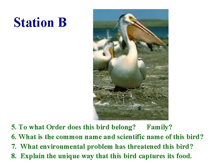 Station B 5. To what Order does this bird belong? Family? 6. What is