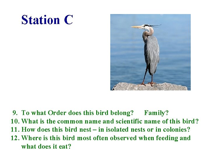 Station C 9. To what Order does this bird belong? Family? 10. What is