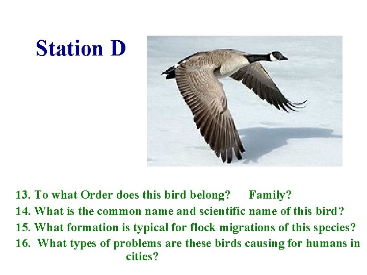 Station D 13. To what Order does this bird belong? Family? 14. What is
