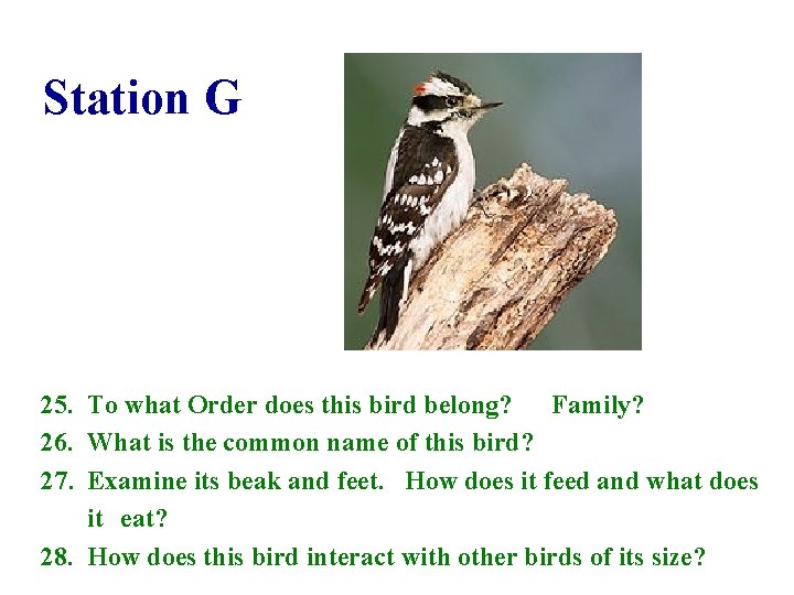 Station G 25. To what Order does this bird belong? Family? 26. What is