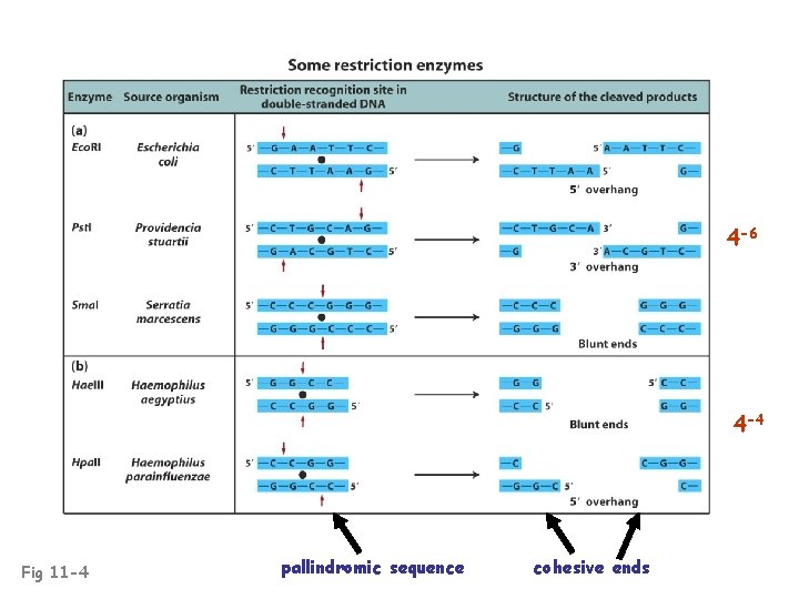 4 -6 4 -4 Fig 11 -4 pallindromic sequence cohesive ends 