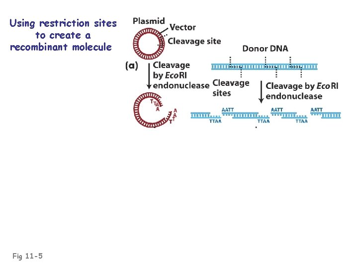 Using restriction sites to create a recombinant molecule Fig 11 -5 