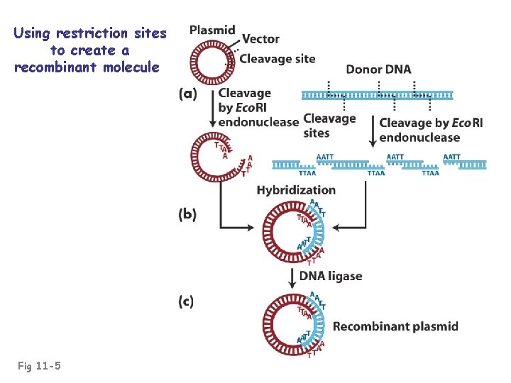 Using restriction sites to create a recombinant molecule Fig 11 -5 