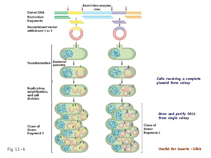 Cells receiving a complete plasmid form colony Grow and purify DNA from single colony